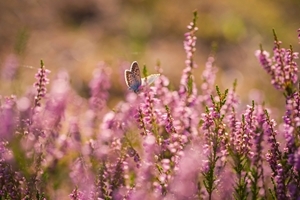 Butterfly on heather