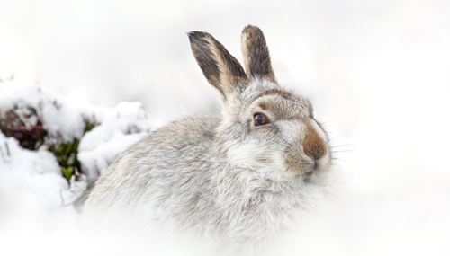 Mountainhare