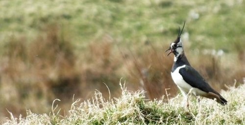 Lapwing Lapwing
