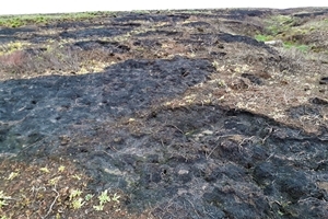 Peat after wildfire