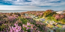 What effect does heather cutting have on mosses?