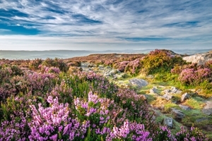Heather on peat