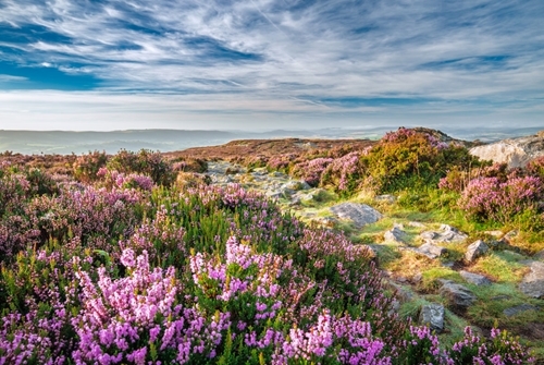 Heather on peat