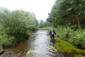 Cwm Rheidol