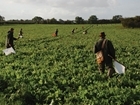 Shoots urged to use sweepstake to support GWCT