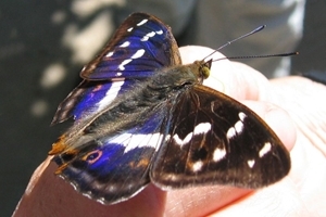 Purple emperor