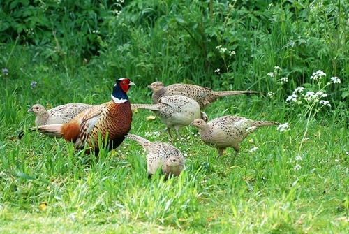 Pheasants Pheasants