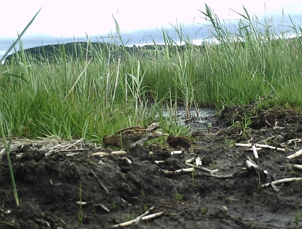 Snipe and chick