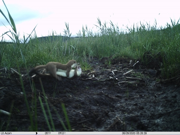 Stoats