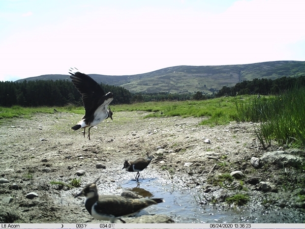 Lapwings