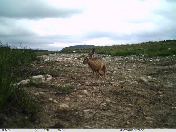 Brown hare