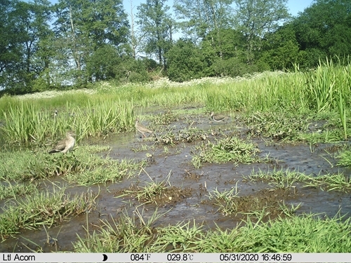 Lapwing Fieldwork _Redshank Juv And Lapwing Ad Kingston _Ryan Burrell