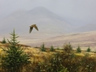 New wildlife art gallery supporting artists and charity through difficult times