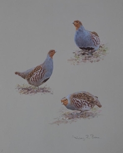 Grey Partridge Studies