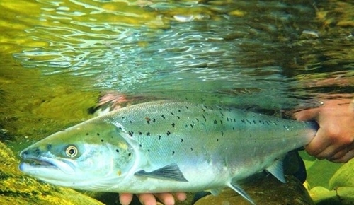 Jestre -salmon -release Jestre -salmon -release