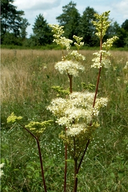 Meadowsweet