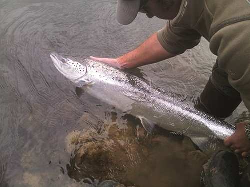 Salmon Release