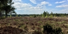 EU Habitat Action Plan 4030: Maintaining and restoring European dry heaths