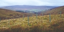 Planting trees doesn’t always increase carbon removal from the atmosphere over time