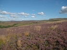 Ban on driven grouse shooting could leave a gaping gap in conservation funding