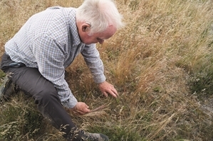 Geoff showing how Deschampsia is a pioneer plant for heather