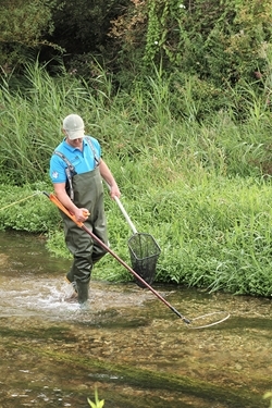 Electric fishing