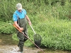 Salmon population continuing to fall in River Frome, new report suggests