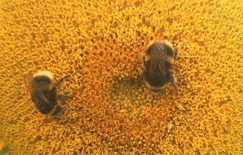 Bees Enjoying The Sunflowers On Graham 's Farm (1)