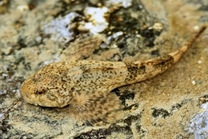 Bullhead
