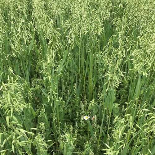 SEAMS Crop Mix 1