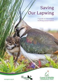 Saving Our Lapwing