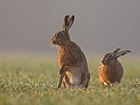 Amateur photographers invited to capture the essence of the countryside