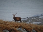 Leading wildlife artists add their support to charity gallery