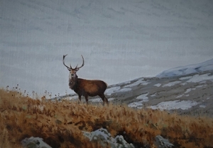 Stag in Winter