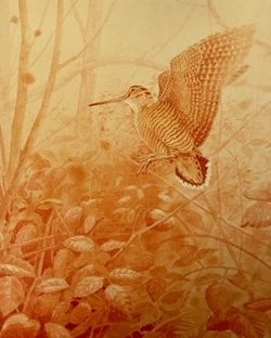 Woodcock in Ochre