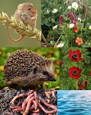 Natural Capital