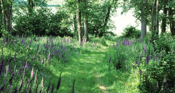 Woodland Woodland