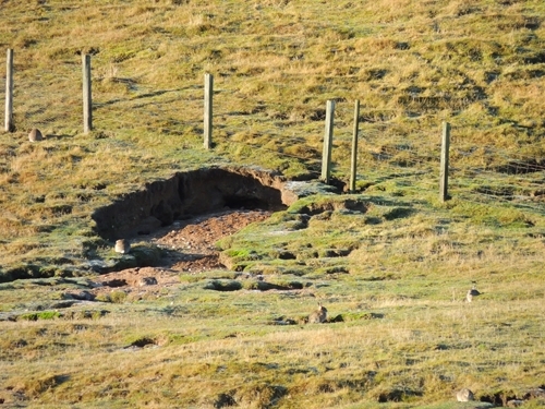 Picture 7 (rabbits Dens)