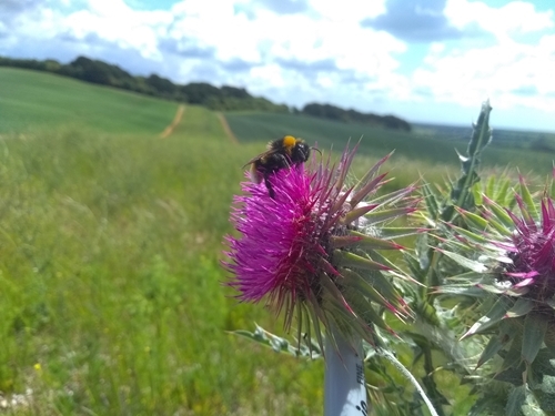 Martin Down , Credit J Brooks , GWCT