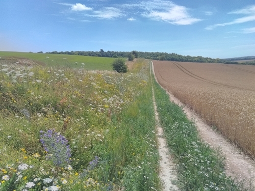 Martin Down New Wildflower Margin , Credit J Brooks GWCT Martin Down New Wildflower Margin , Credit J Brooks GWCT