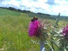 Martin Down farmers are the Bees’ Needs for pollinators