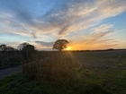 Does increased disturbance affect farmland bird abundance?