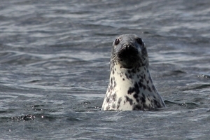 Grey seal (Halichoerus grypus)