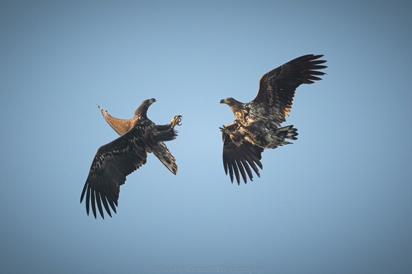 Two GPS-tagged white-tailed eagles released during the project,-whose-identities-are-G4-61-and-G2-74-Ainsley-Bennett