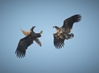 White-tailed eagles in Southern England