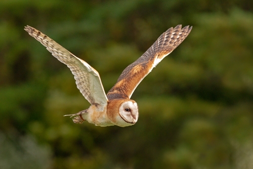 BARN_OWL_FLIGHT