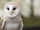 Barn owl study finds improved breeding performance