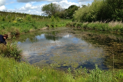 Figure 5: A new clean water pond