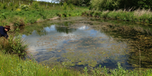 Ponds are good for biodiversity