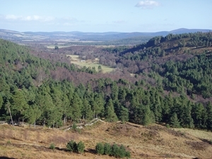 Caledonian pine forest on Finzean Estate